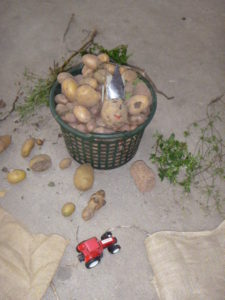 Frau Vogel informierte über die Kartoffel.